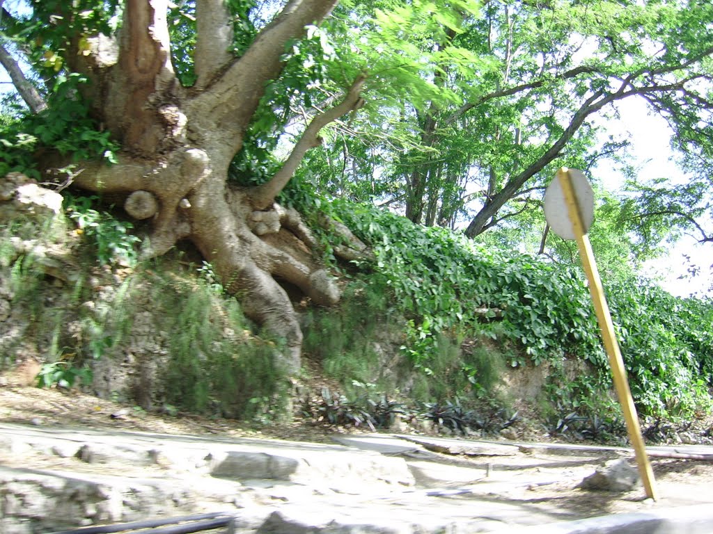 Bosque de la Habana by Juan Ernesto Melian …