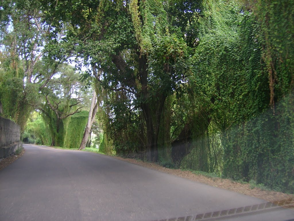 Bosque de la Habana by Juan Ernesto Melian …