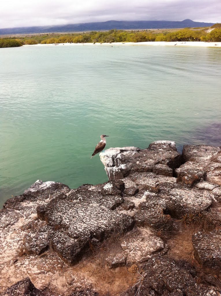 Blue Footed Booby in Tortuga Bay Galapagos by eherpel