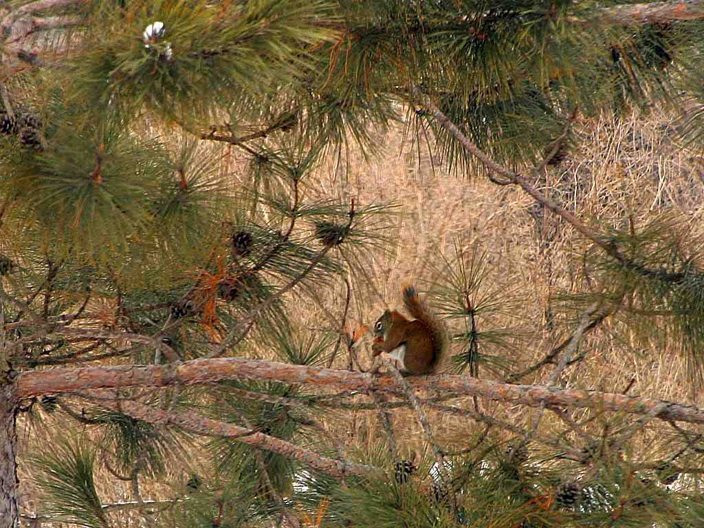 Squirrel - Gatineau, Secteur Aylmer by Michel P. Lalonde