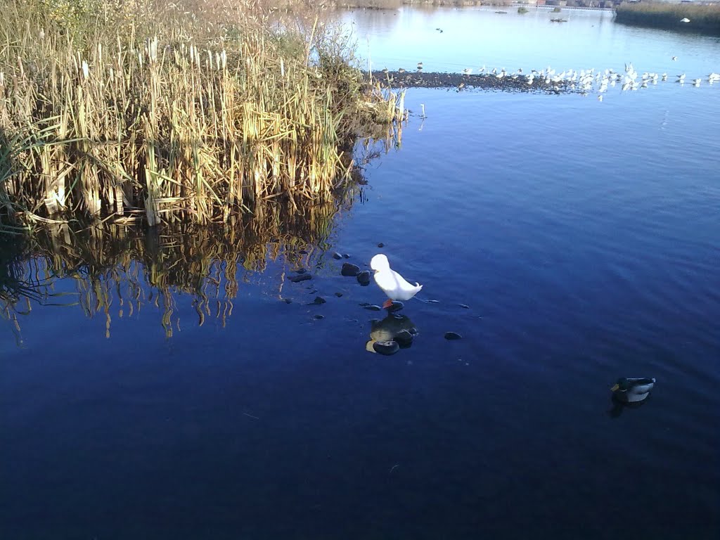 Wetlands resident Cardiff Bay by david thomas