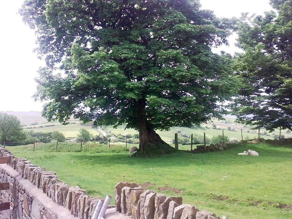 Llangeinor June by david thomas