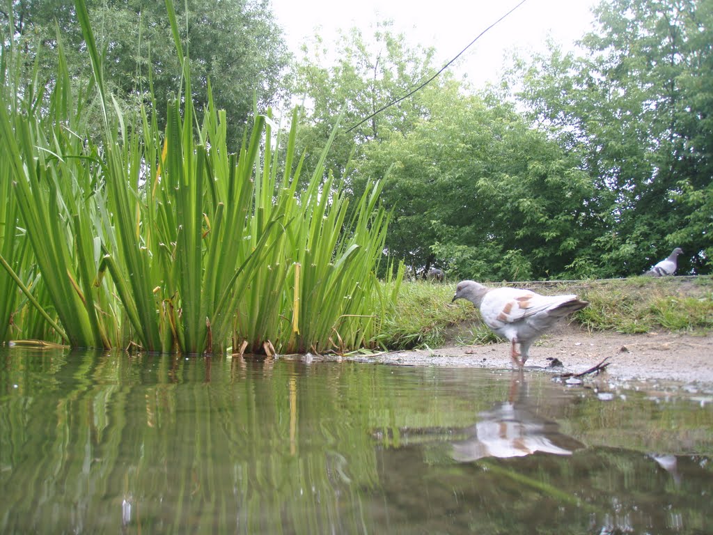 Mini Heron by BORIS