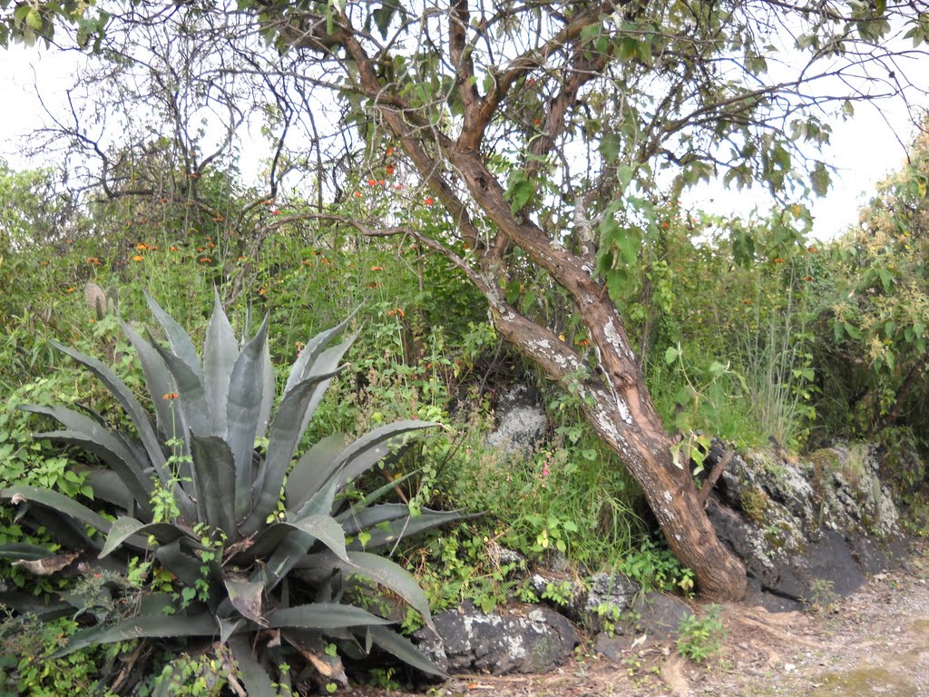 Pirámide de Cuicuilco by Travel