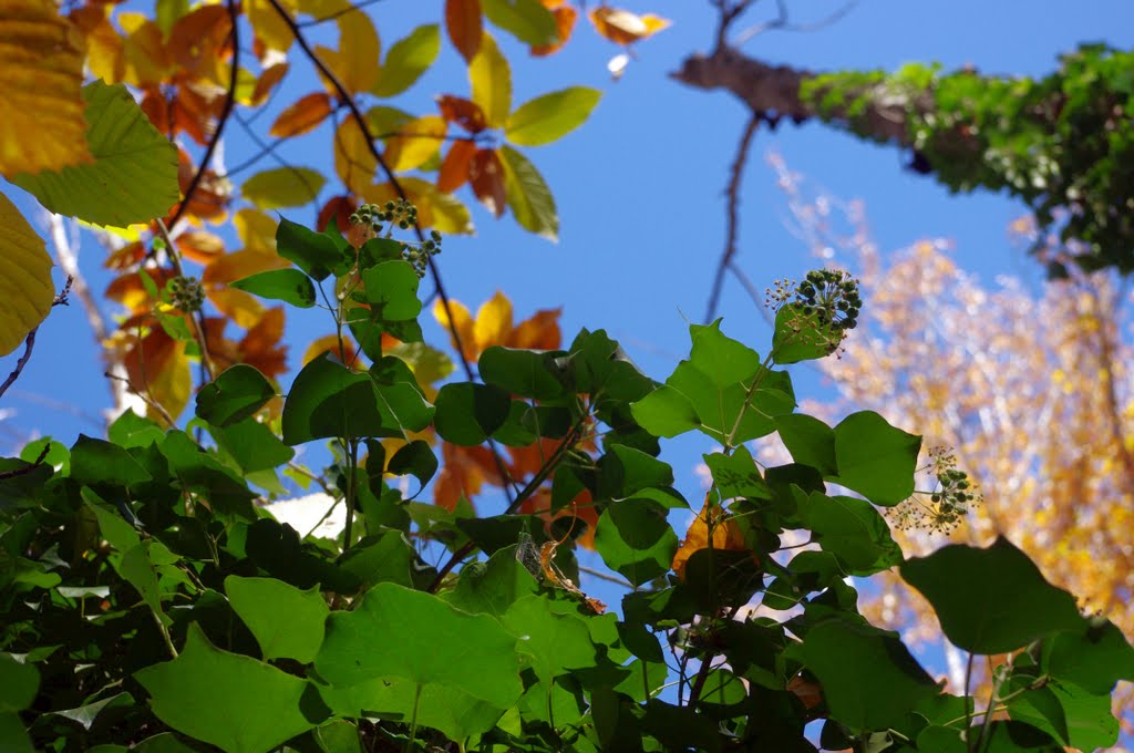 Colores del otoño en la Alpujarra almeriense by antoniolm