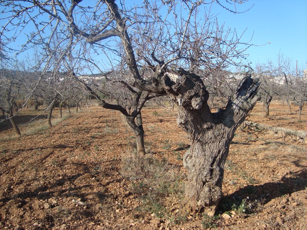 Almendro viejo centenario (Torreblanca, Castellón) by Juan Emilio Prades Bel