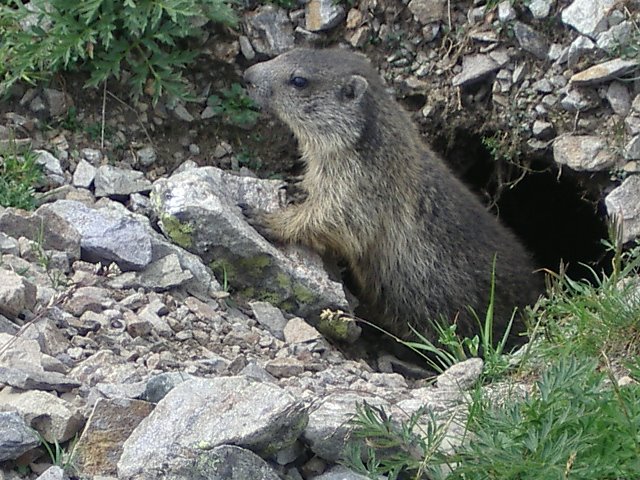 Marmotta by Graziano G.