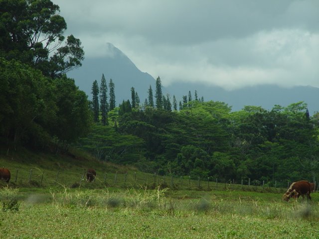 Cows by Michael Kauai