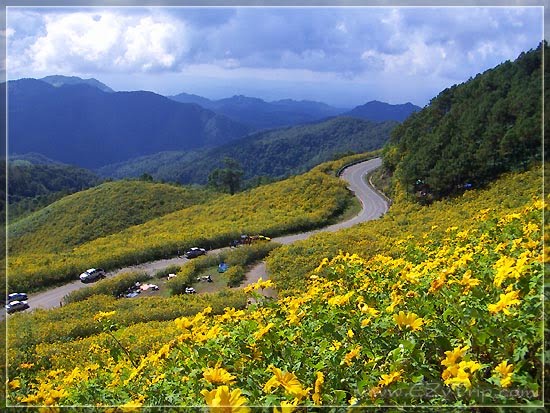 ทุ่งบัวตอง ดอยแม่อูคอ อ.ขุนยวม Bua Tong field Doi Mae U-kho Khun Yuam district Maehongson by Nudsikan Kaewjai