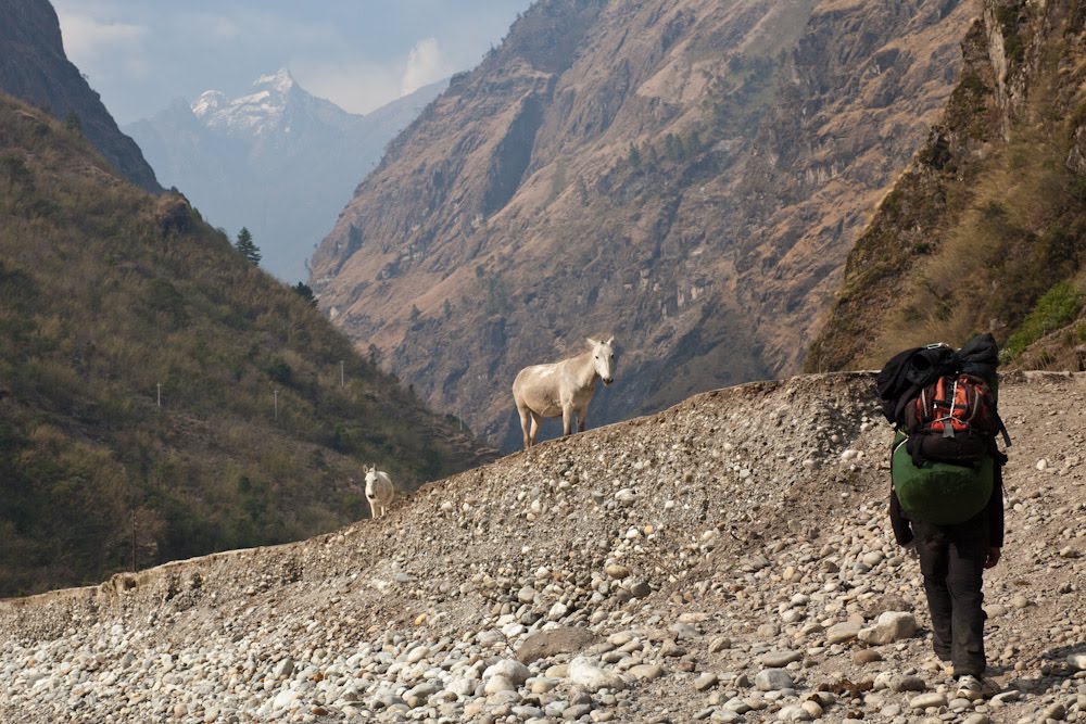 Horses and our porter Ari, just outside of Tal. [greg-willis.com] by Greg Willis