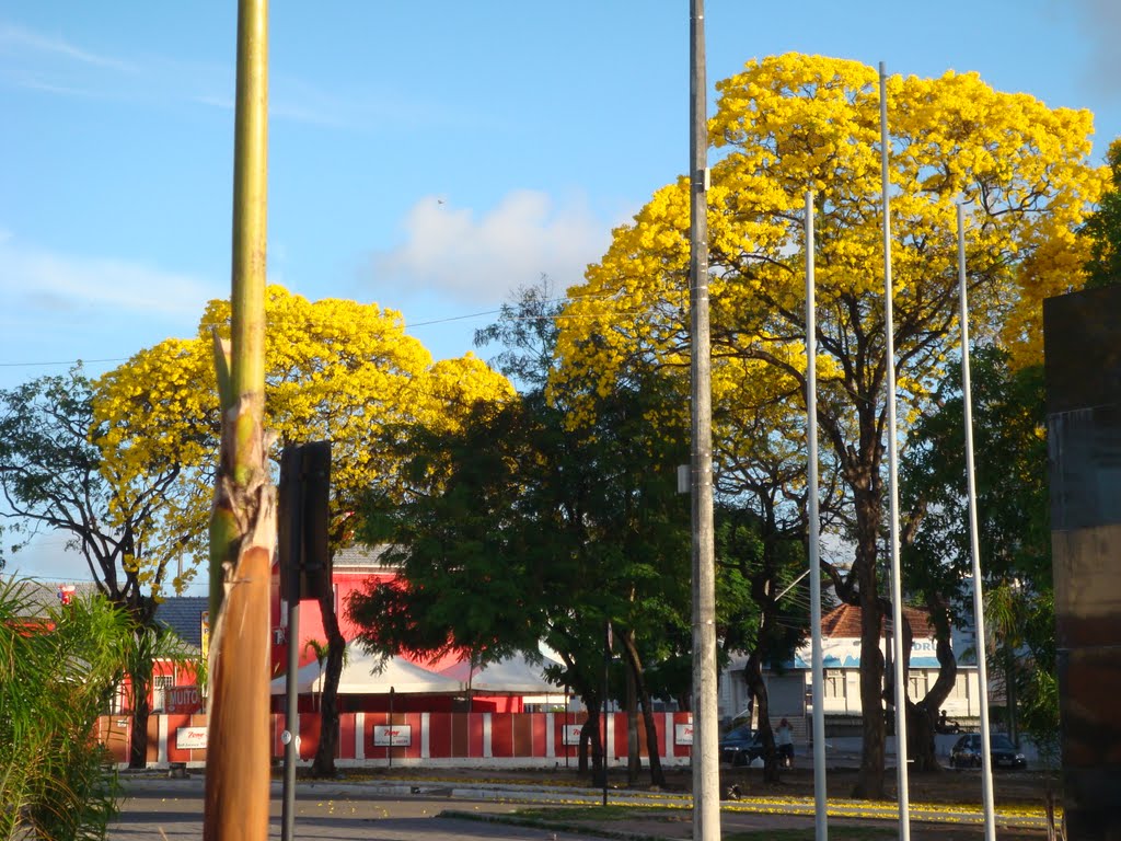 Ipês amarelo by Zelma Brito