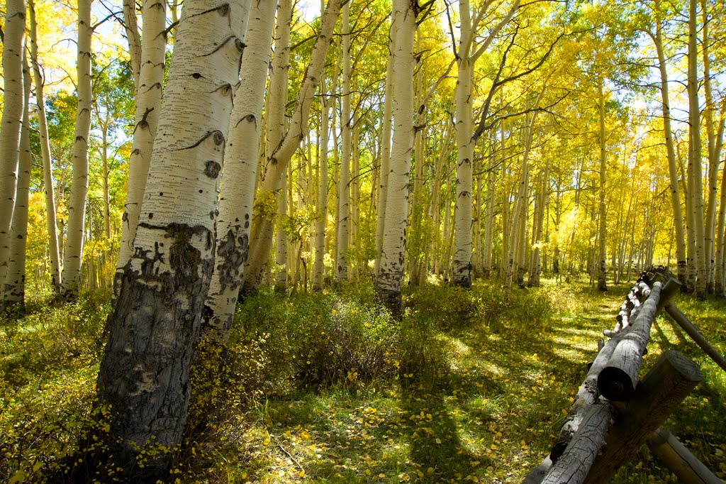 Woods by Warner Lake by Tom C.