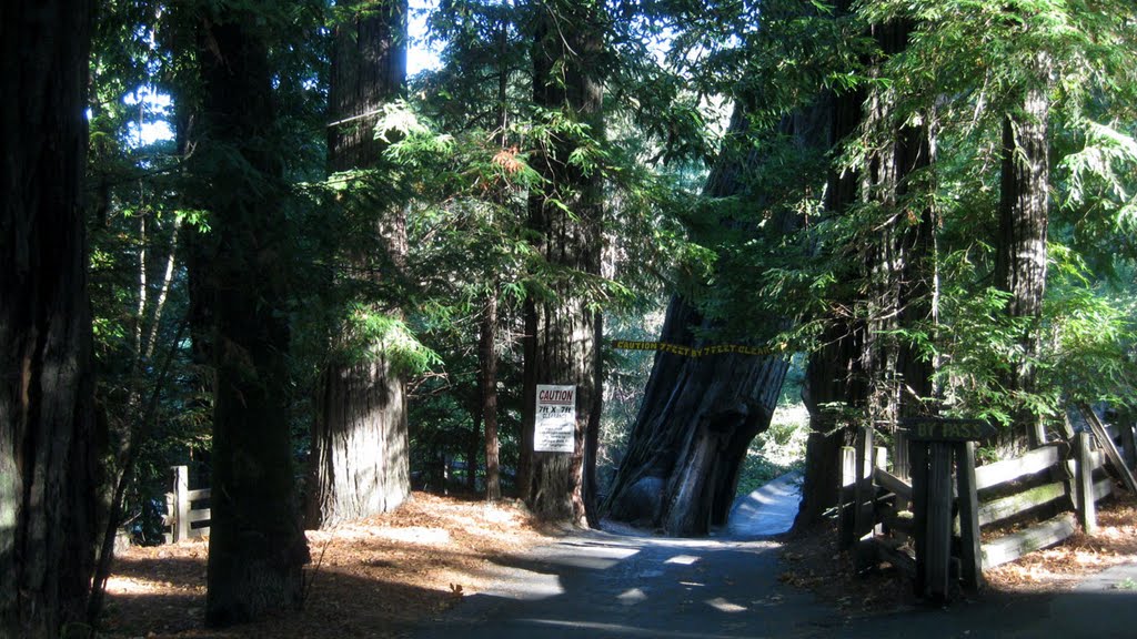 Shrine drive thru tree, myers flat by kemplo