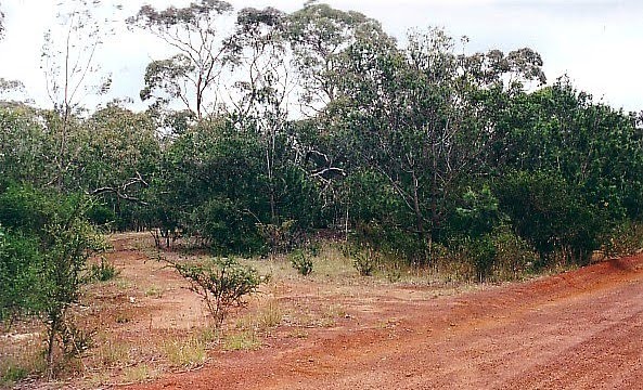 Bannockburn Bushland Reserve by Peter WHITEHEAD