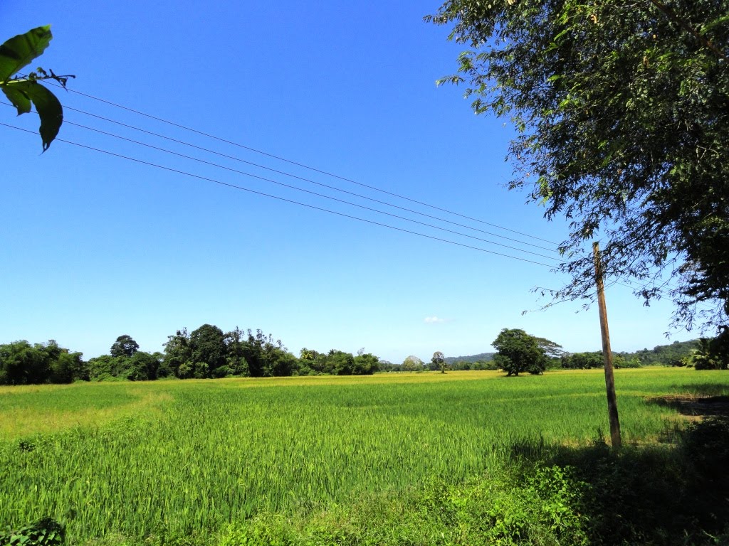 Narammala, Sri Lanka by Senanayaka Bandara