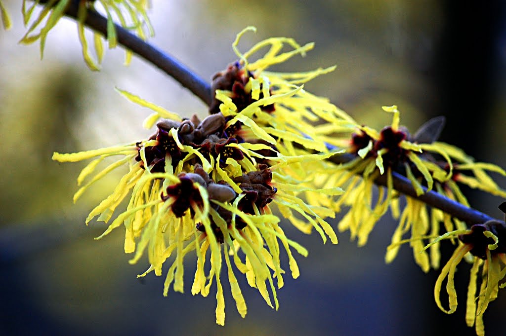 Zaubernuss (Haamamelis) Januar 2011 by Helmut Jakob