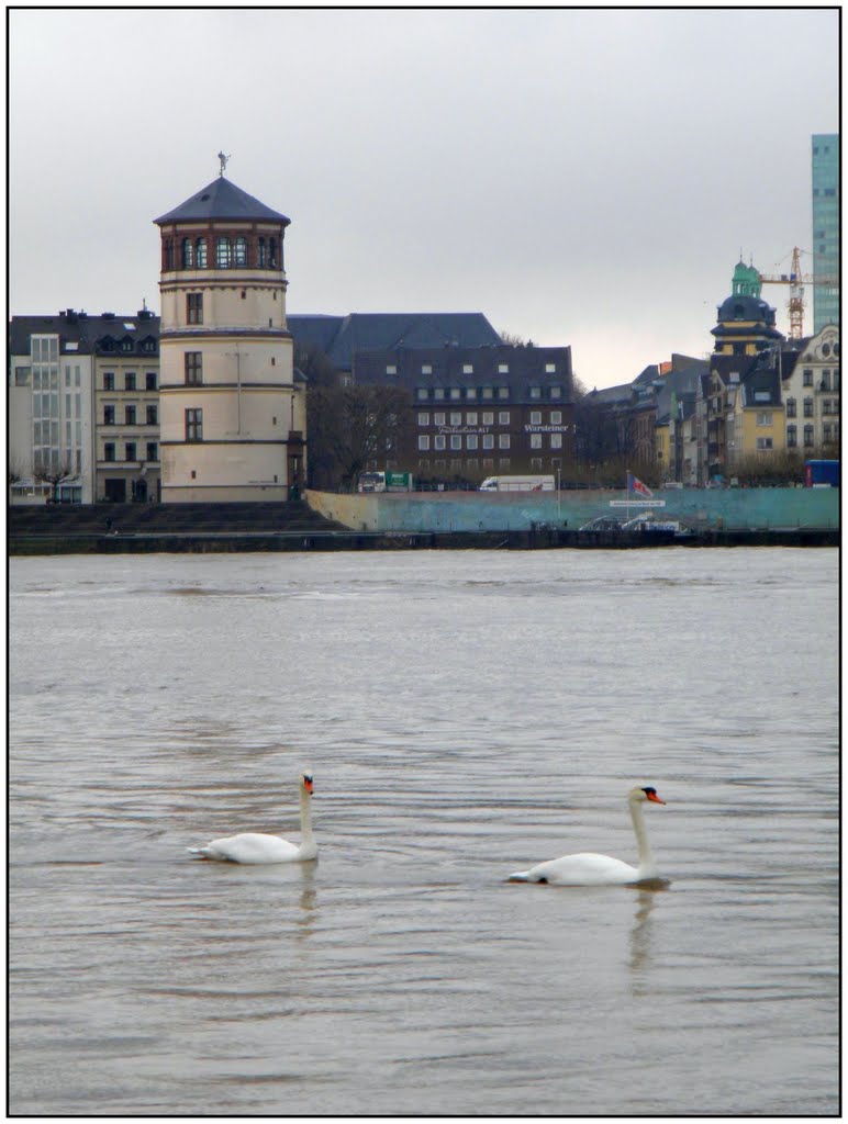 Schwäne auf dem Rhein vorm Schloßturm by AudioNaUT