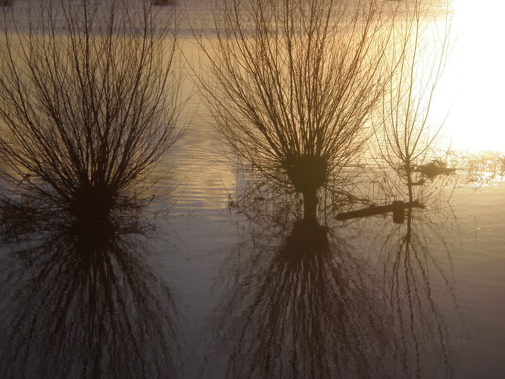 Elst, hoogwater, rijn, januarie 2011 by jpandriesse