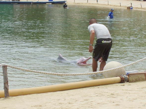 Sentosa Dolphin by Bama Peta