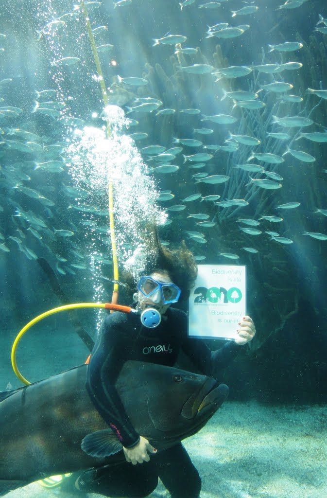 North Rock Tank at the Bermuda Aquarium, Museum and Zoo in Flatts, Bermuda by UNBiodiversity