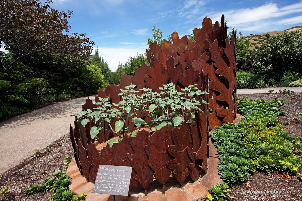 Red Butte Garden by Thomas Galenbeck