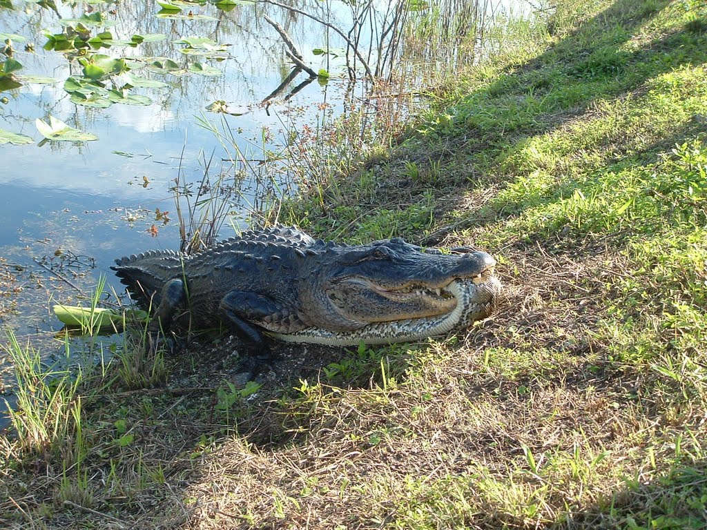 Aligator trying to eat an 11' python after fight by waynesal