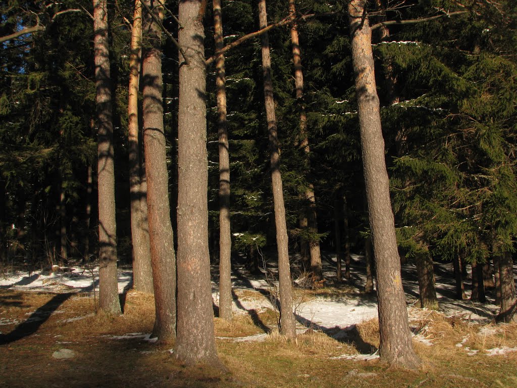 Zlatnite mostove, Golden bridges, Vitosha mountain by Nameofrose