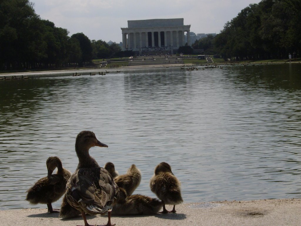 Ducks and the Lincoln Memorial by rpuerto