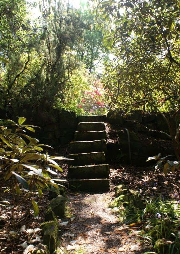 Steps in shaddow, Lea Gardens Derbyshire by davidecolyer