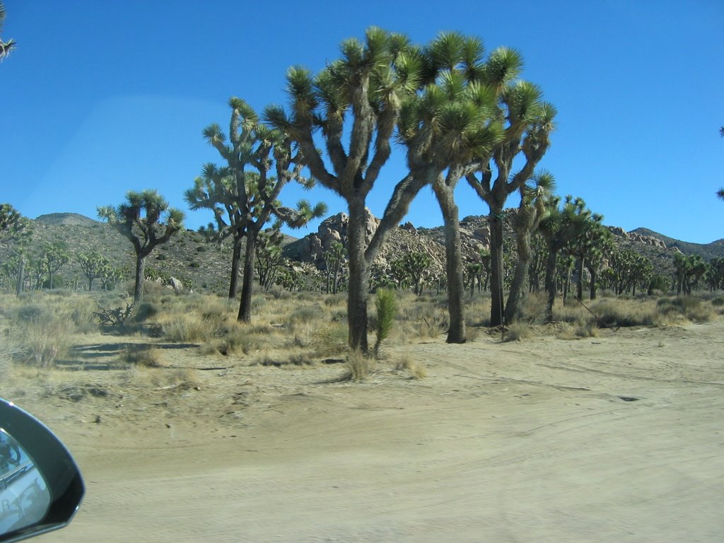 Joshua Trees by yuccares