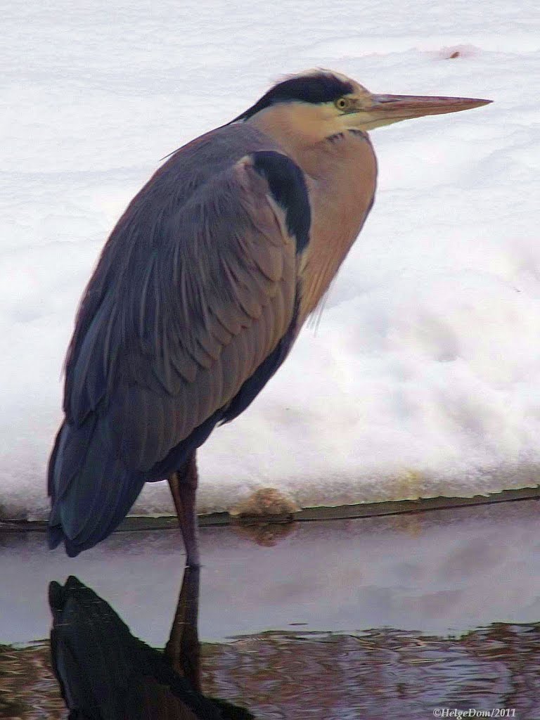 Grey heron (ardea cinerea) by Helgedom