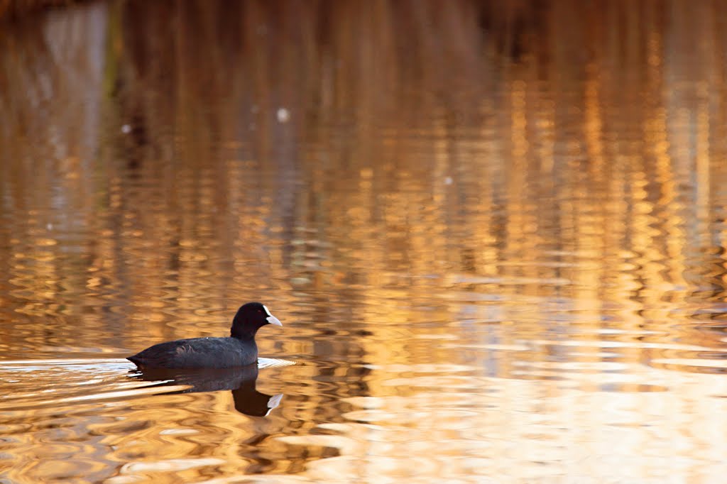 Folaga (Fulica atra) by Mario Dell'Omo