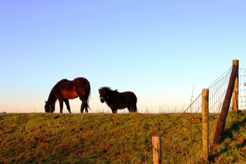 Horses on the dike by © cvandermeijden