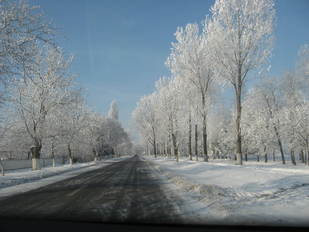 Frozen trees ... by Andreea Coseri