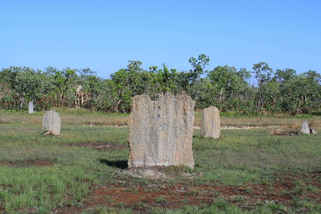 Magnetic Termites by ada wojtys