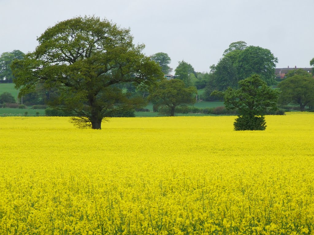 Oil seed rape field with tree by Phil Beecher