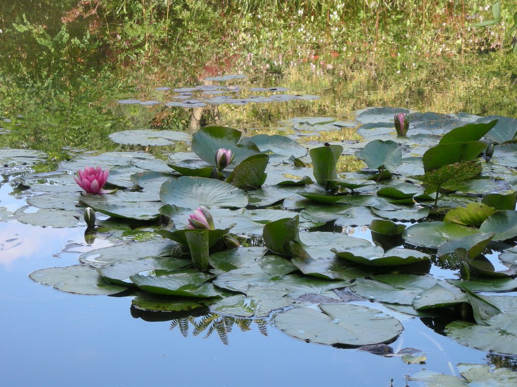 Claude Monet Waterlilly by Per Heitmann