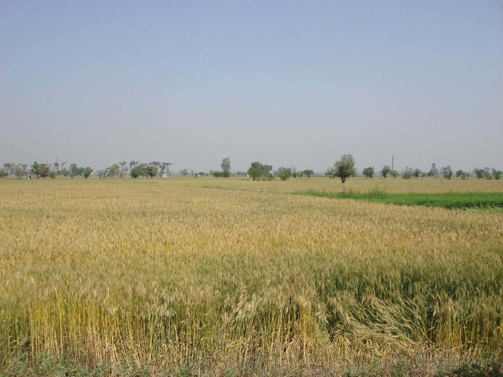 Ludhiana, Punjab, India by amarpal sidhu