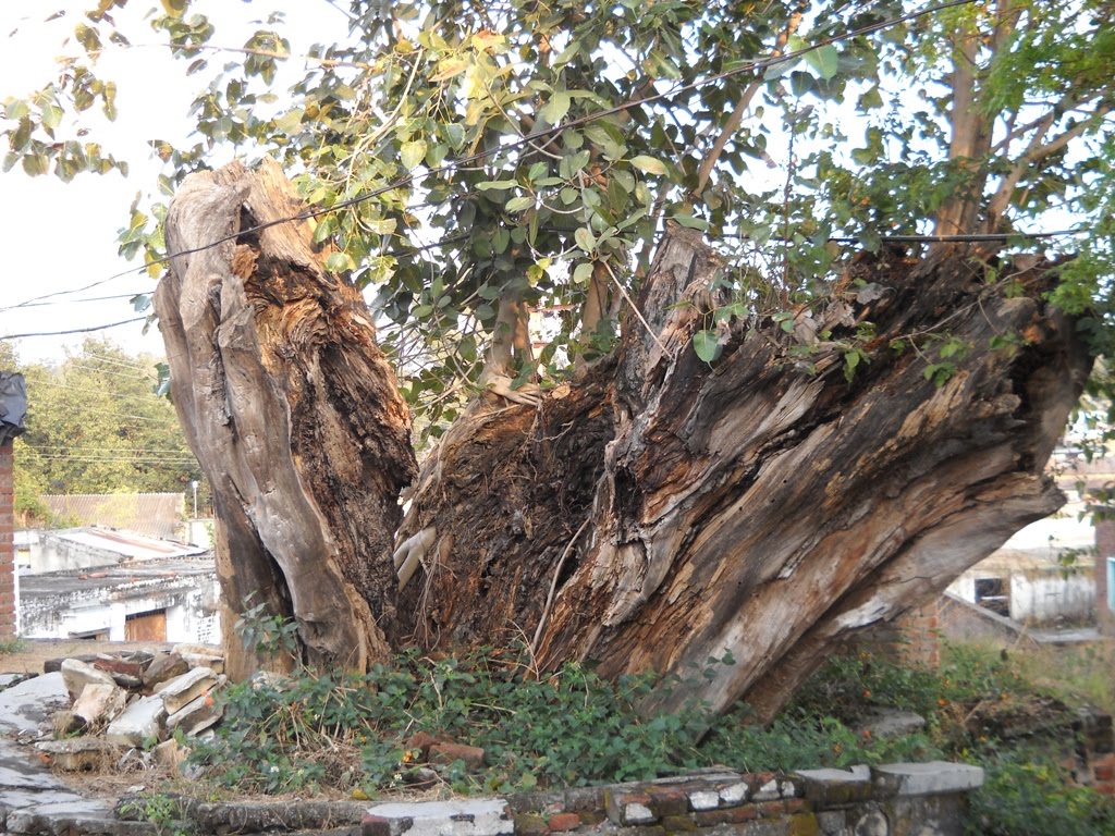 Old Tree At Village Janauri by Rajinder S. Nijjar