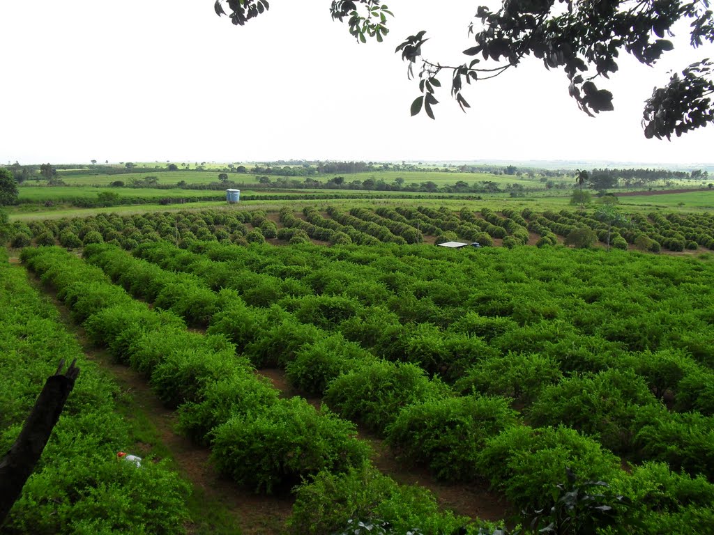 Plantação de Acerola - Sitio Francisco Adriano by arasilvaeder