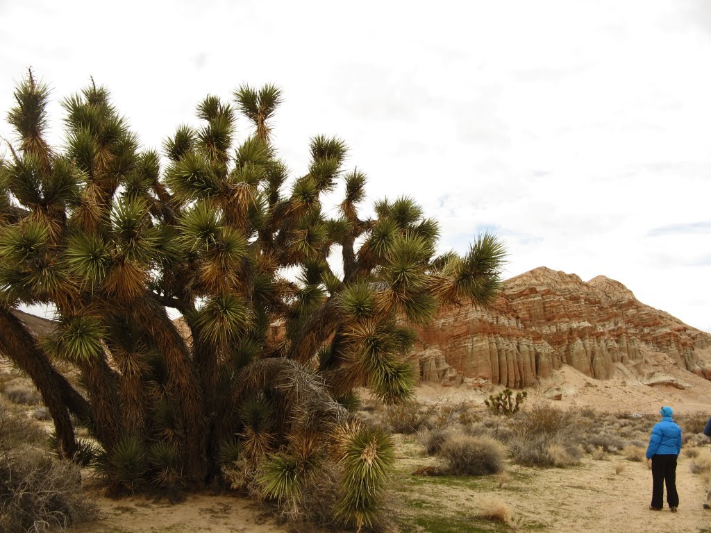 California, Joshua Tree - Red Rock Canyon by al_ka