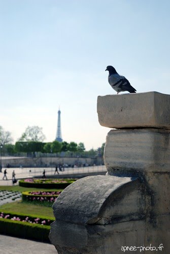 Le pigeon des Tuileries by freediver206