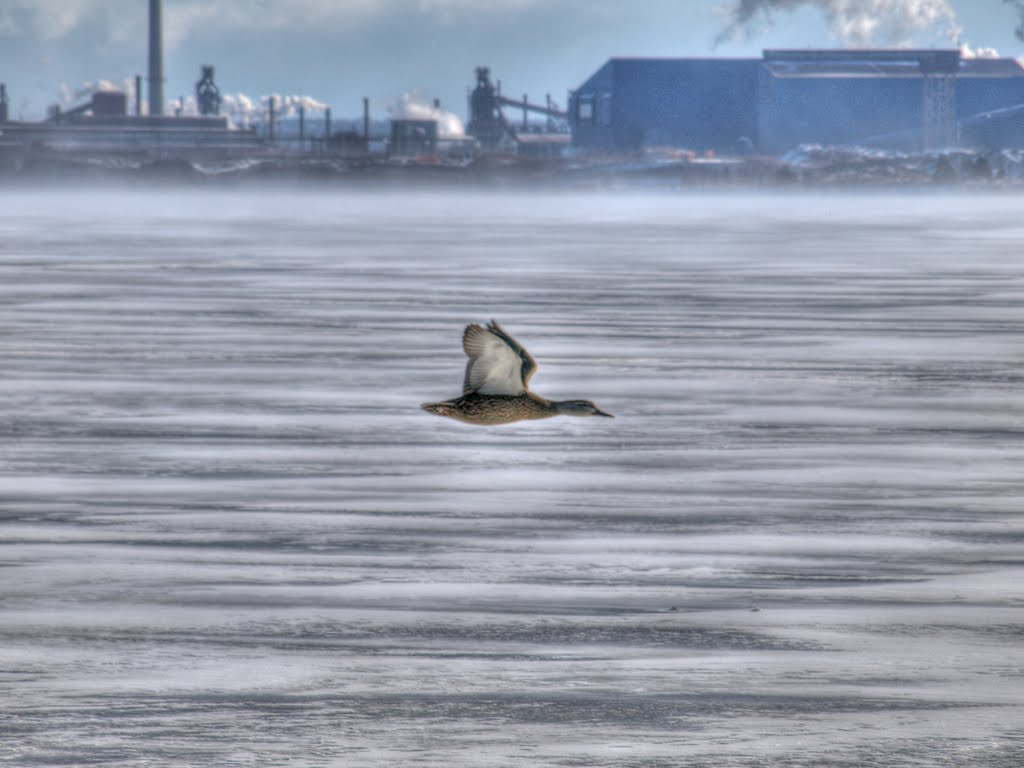 Duck in Flight, Hamilton Steelworks by abroomhe