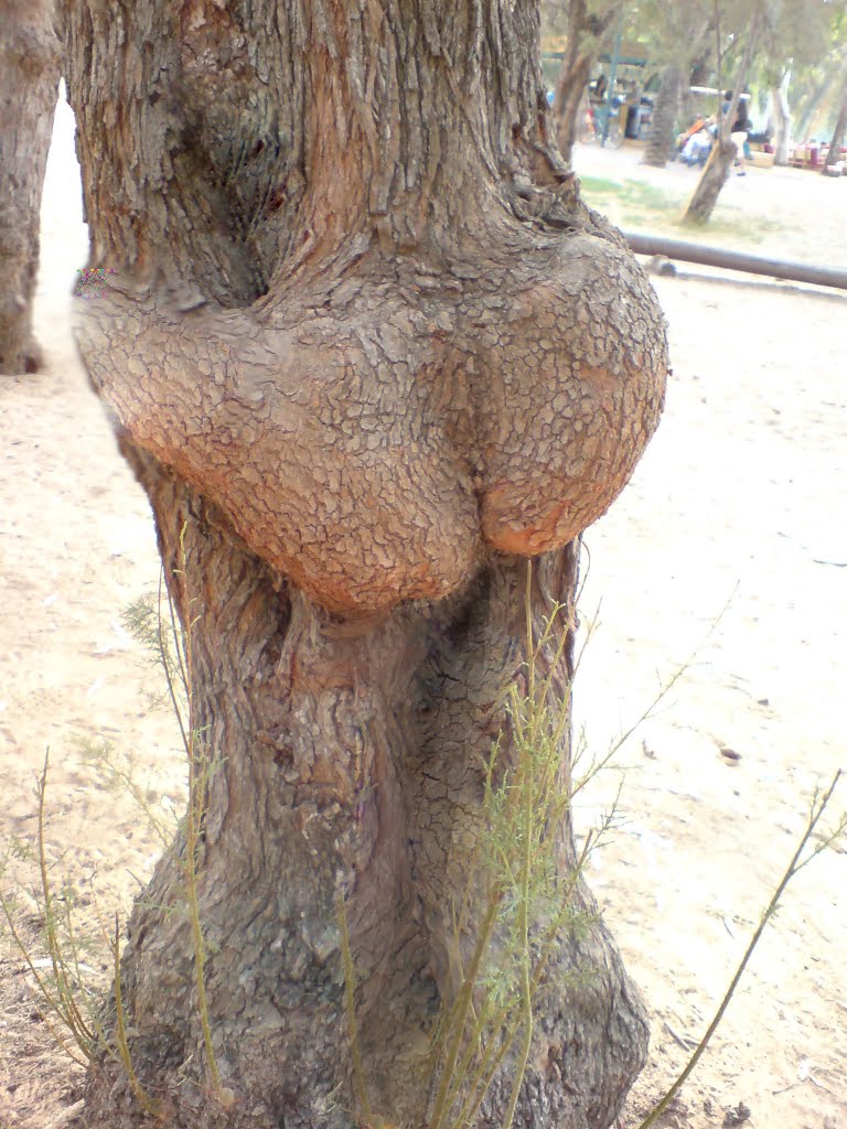 Ass tree on rotshield by gorengg