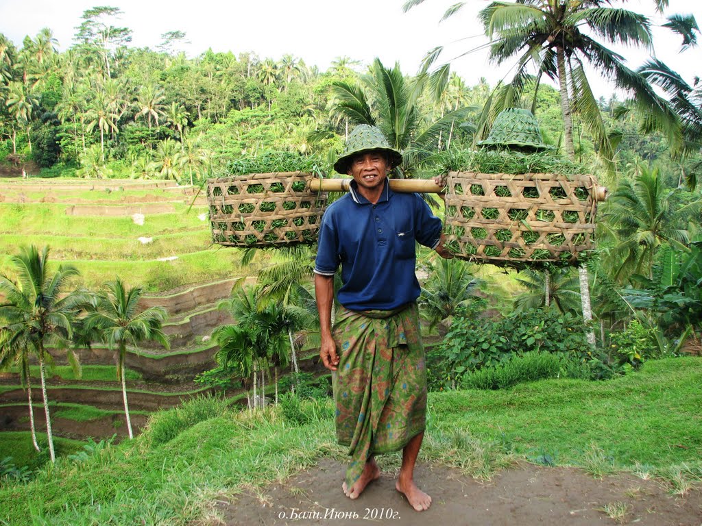 Tegallalang, Gianyar, Bali, Indonesia by alex krachunov