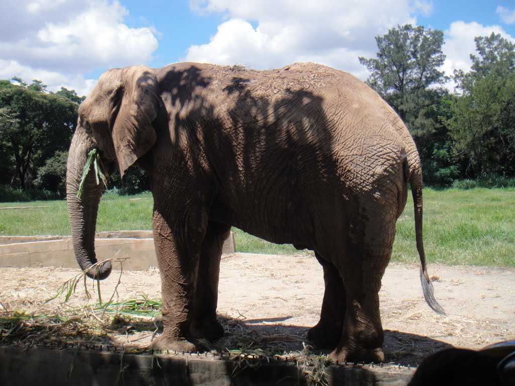 Elefante Africano by Thales Rosa