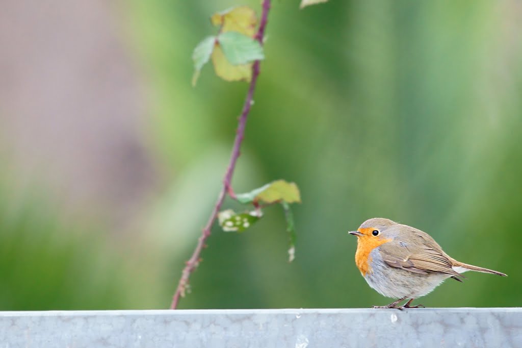 Pettirosso (Erithacus rubecula) by Mario Dell'Omo