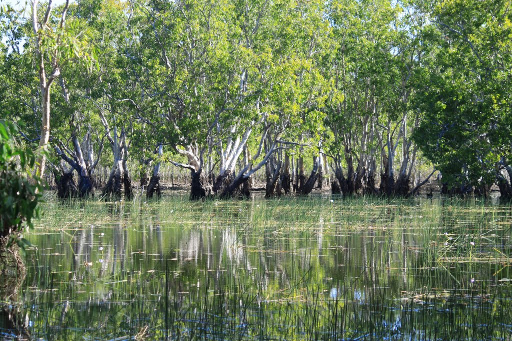 Tabletop Swamp by Adalee