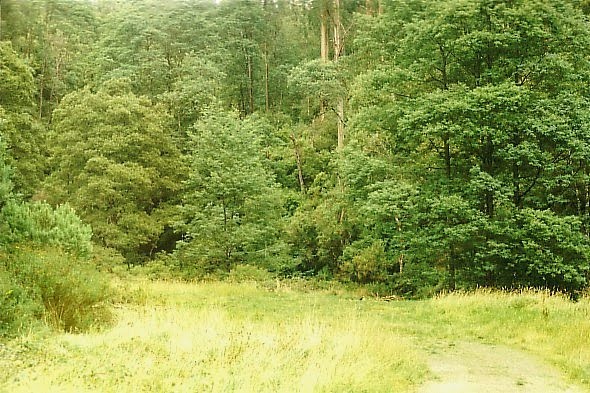 Morwell State Forest, Morwell Rv Camp 4 by Peter WHITEHEAD