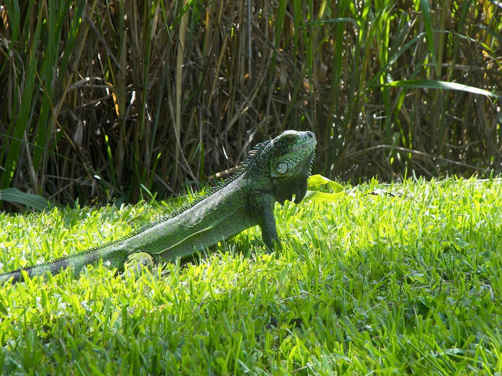 Iguana Feliz... by Lucrecia Díaz